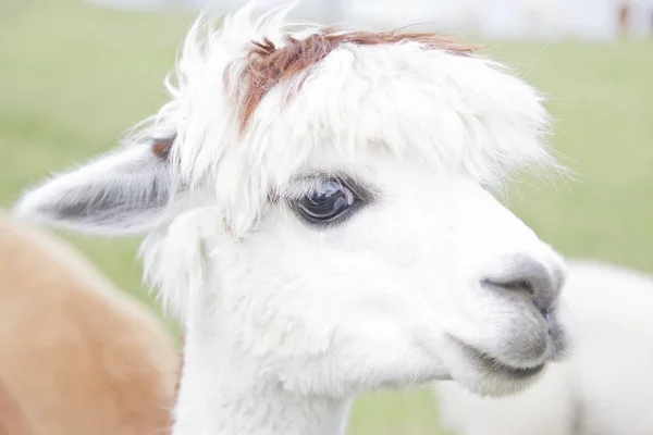 White lama,head Royalty Free Stock Images