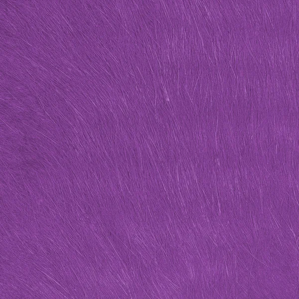 Texture de fourrure naturelle violette peinte — Photo