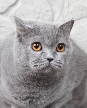 Güzel İngiliz kedi portre. 