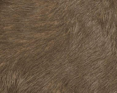 doğal kahverengi kürk doku. Arka plan olarak kullanılabilir