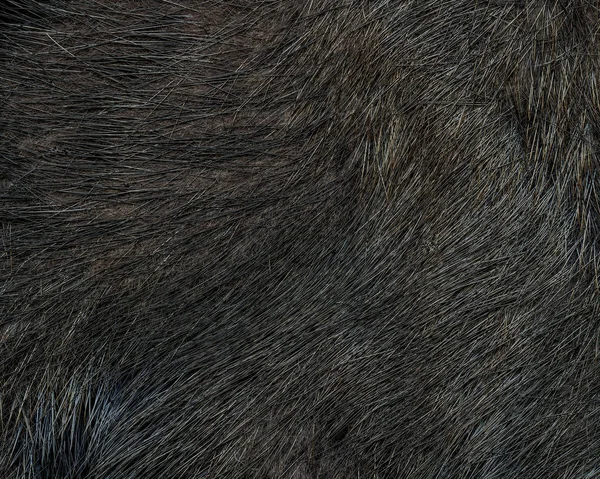 Natural dark brown fur texture. — Stock Photo, Image