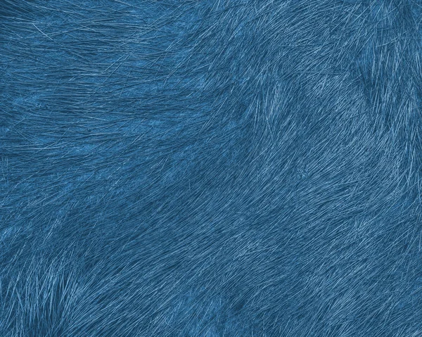 Painted blue natural fur texture — Stock Photo, Image