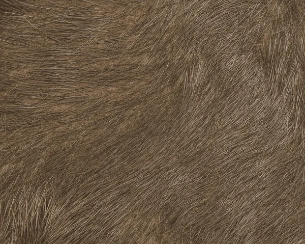 Natural  brown fur texture. Can be used as background — Stock Photo, Image