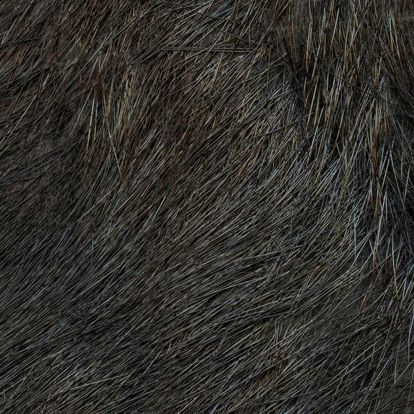 Haute texture de fourrure brun foncé naturelle détaillée — Photo