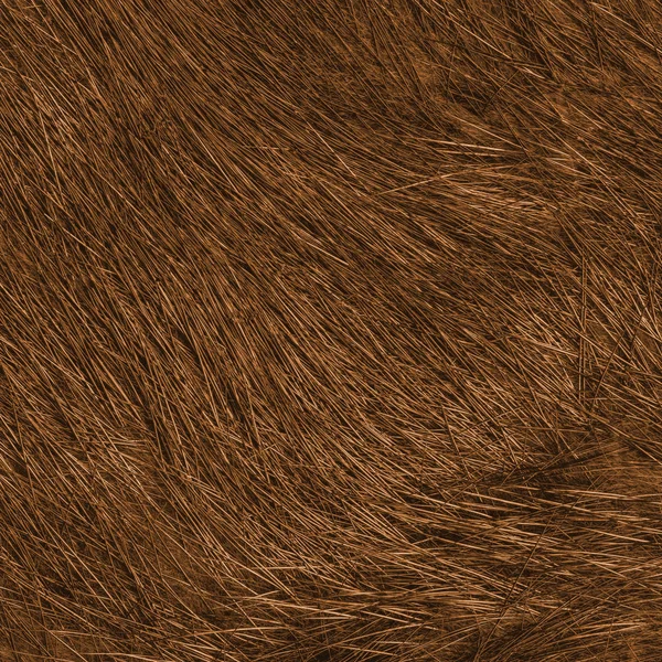 Высокая детализация текстуры натурального имбирного меха — стоковое фото