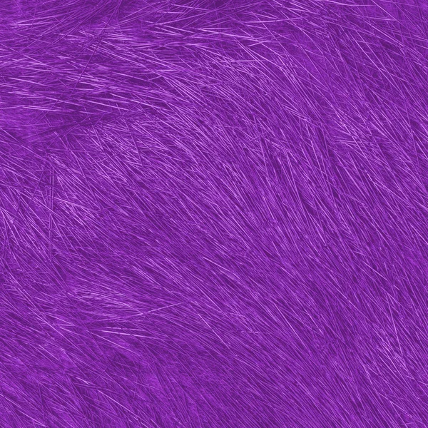 Pintado violeta alta textura de pele detalhada — Fotografia de Stock