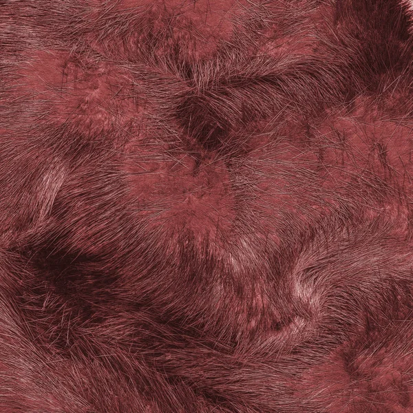 Βαμμένο κόκκινο Γουνα φυσική υφή — Φωτογραφία Αρχείου