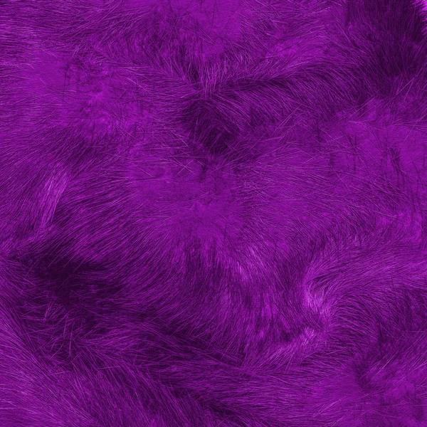Painted violet natural  fur texture. — Stock Photo, Image