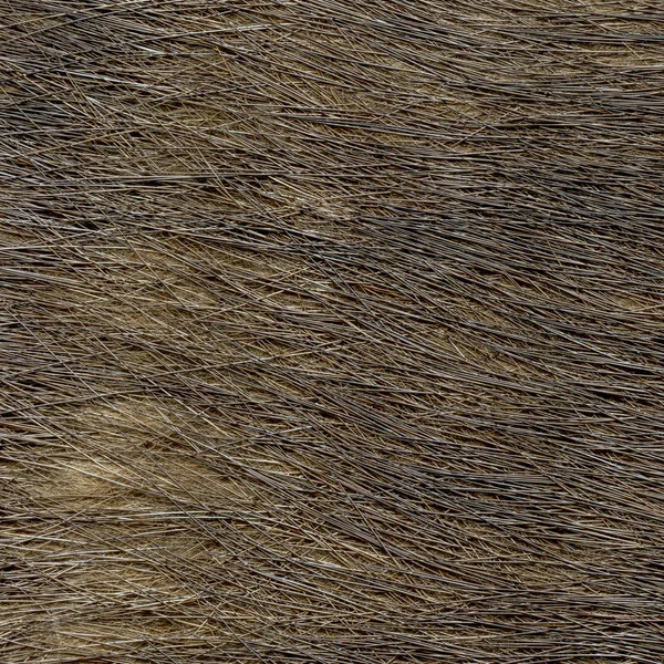 Natürliche braune Fellstruktur Nahaufnahme — Stockfoto