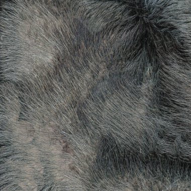 Gri Kürk doku portre. Arka plan için yararlı