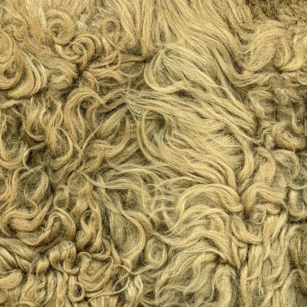 Textura de piel de oveja natural beige. Útil para el fondo —  Fotos de Stock
