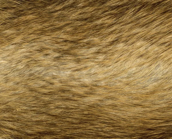Textura de piel de zorro como fondo. Útil para trabajos de diseño —  Fotos de Stock