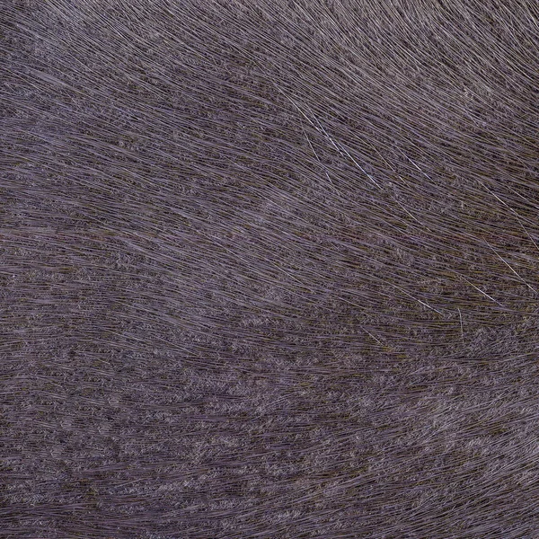 kahverengi doğal kürk doku tasarım çalışmaları için arka plan olarak 