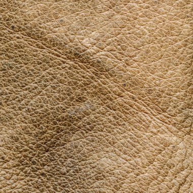 eski bej domuz derisi dokusuna 