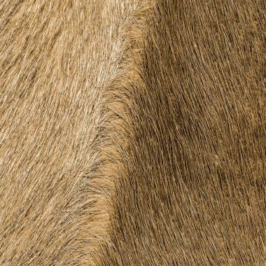 sarı-kahverengi kürk doku arka plan olarak. Tasarım çalışmaları için yararlı