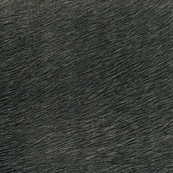 Texture de fourrure naturelle gris foncé comme fond — Photo