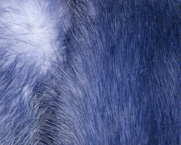 蓝色的天然毛皮纹理描绘背景 — 图库照片