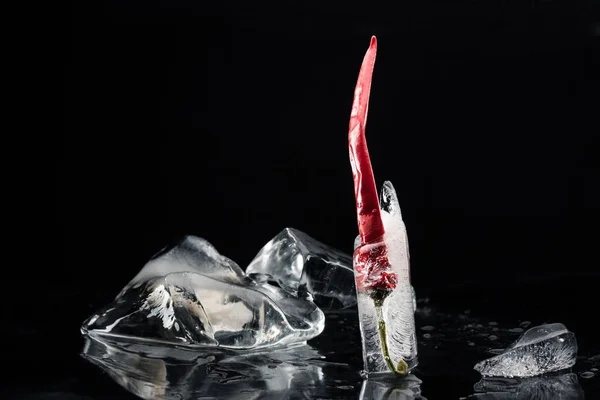 Chili pepper in melting ice — Stock Photo, Image