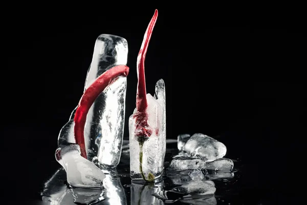 Chili peppers in melting ice — Stock Photo, Image