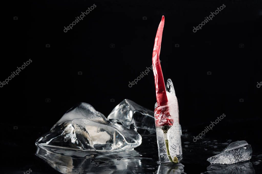 Composition with chili pepper in melting ice isolated on black