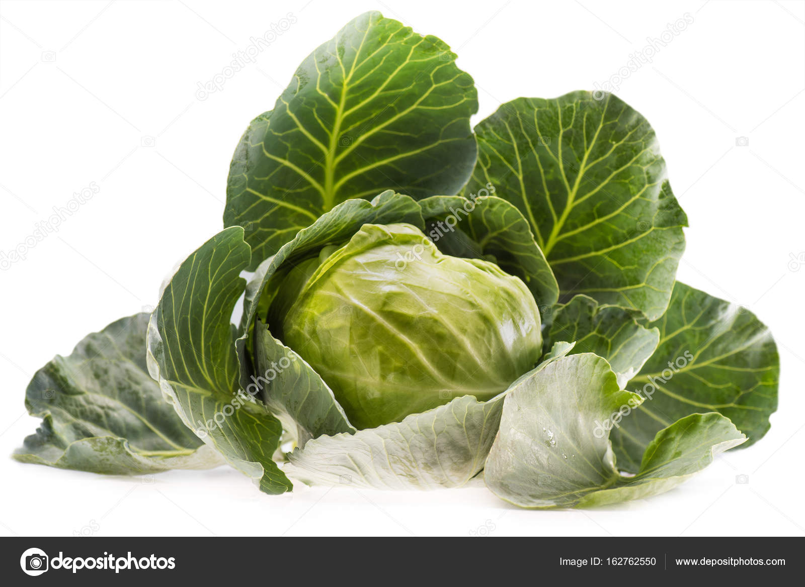 Fresh ripe healthy cabbage — Stock Photo © VadimVasenin 162762550