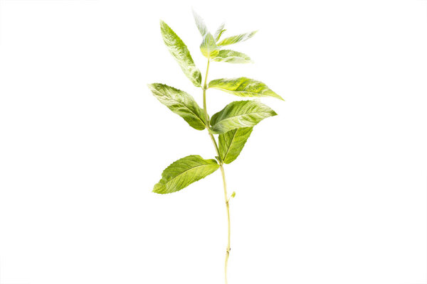 branch of fresh healthy mint