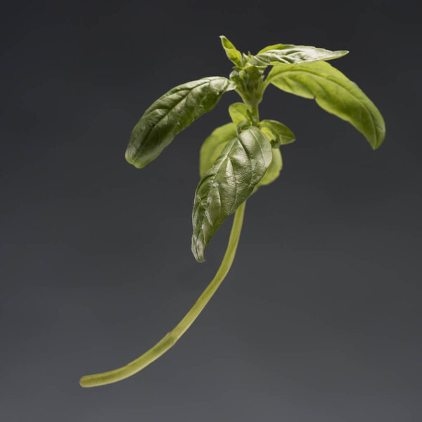 branch of healthy ripe basil