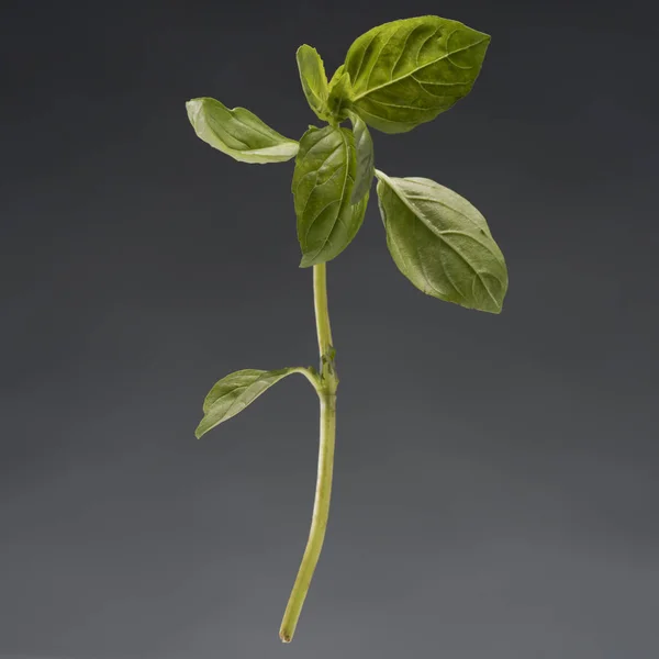Branch of healthy ripe basil — Stock Photo, Image