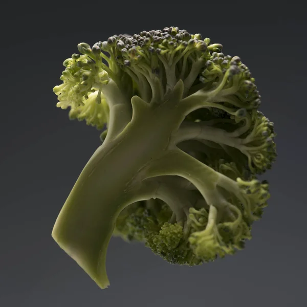 Friska mogna broccoli gren — Stockfoto