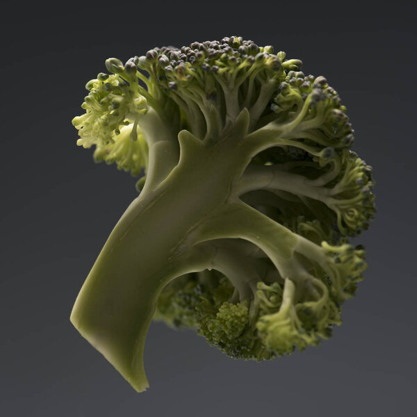 healthy ripe broccoli branch