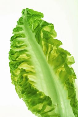 sağlıklı marul yaprağı