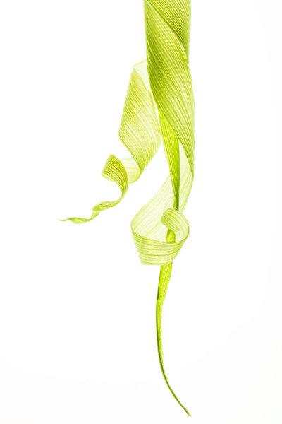 beautiful floral curls