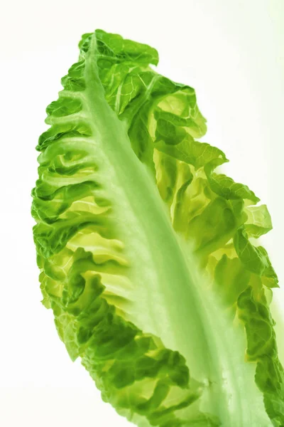 Hoja de lechuga sana — Foto de Stock