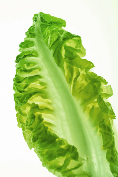 healthy lettuce leaf