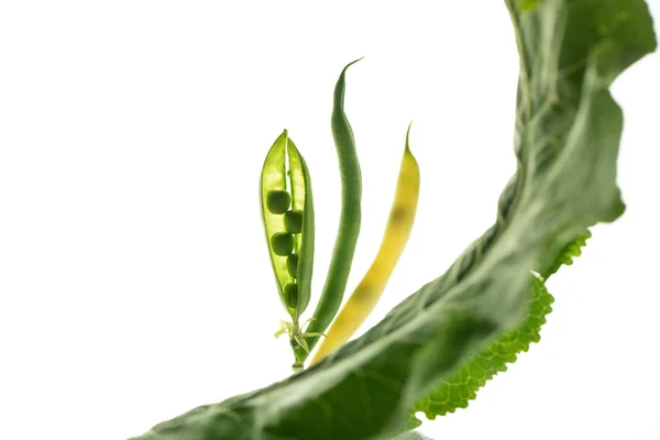 Beautiful composition with pea pods — Stock Photo, Image