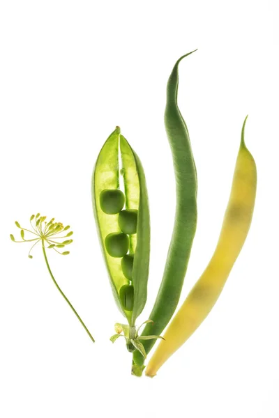 Beautiful composition with pea pods — Stock Photo, Image