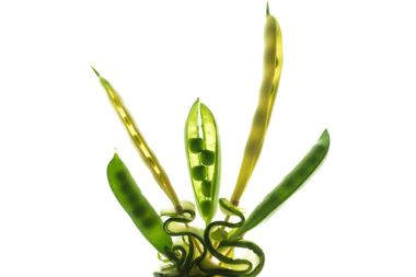 beautiful composition with pea pods clipart
