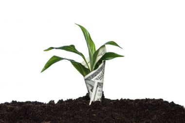 plant covered with dollar clipart
