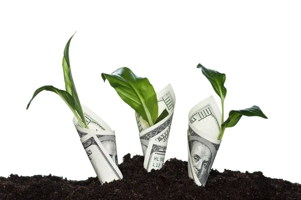 Planten bedekt met dollar biljetten — Stockfoto