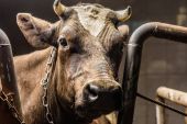 brown cow in stall