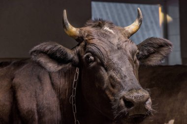 brown cow in stall clipart