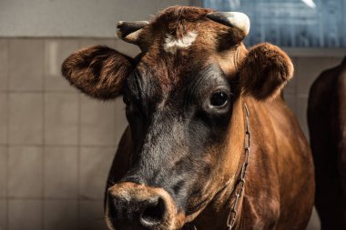 brown cow in stall clipart