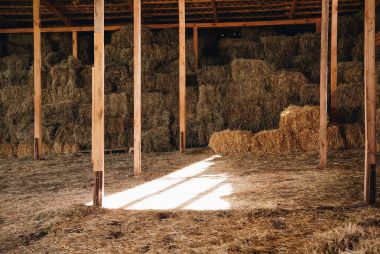 hay in stall