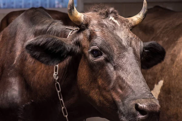 Brown cow in stall — Stock Photo, Image