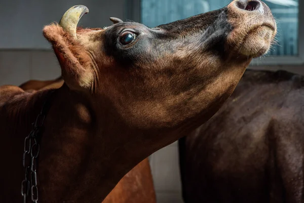 Koe in de stal — Stockfoto