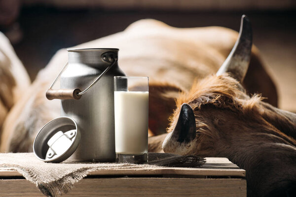 cow and milk in glass