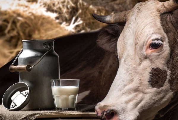 Cow and milk — Stock Photo, Image