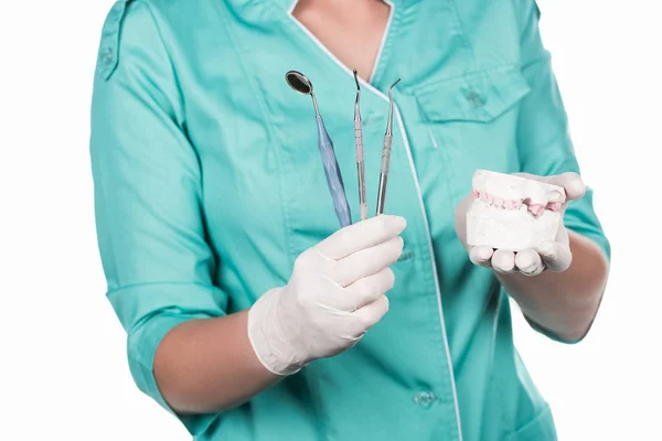 Dentista profesional con herramientas y mandíbula — Foto de Stock
