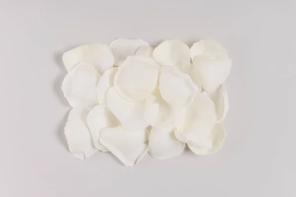 Petali di rosa bianca — Foto Stock