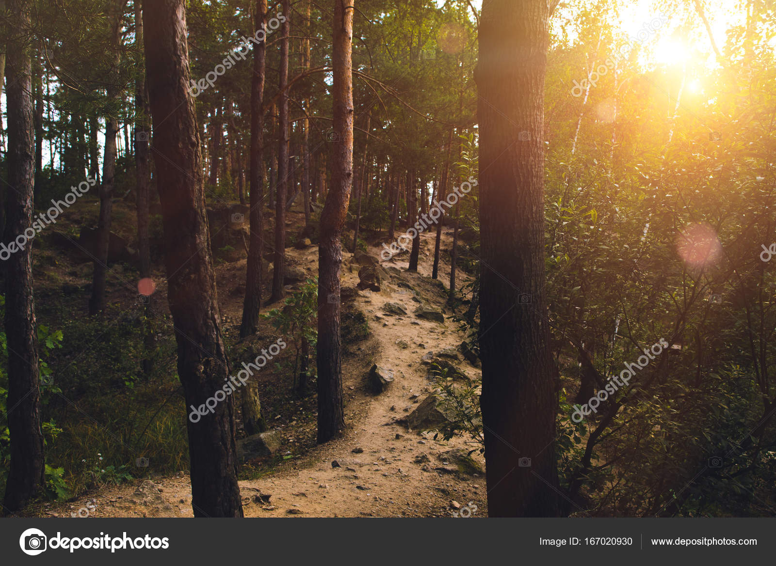 Featured image of post Atardeceres Hermosos En El Bosque